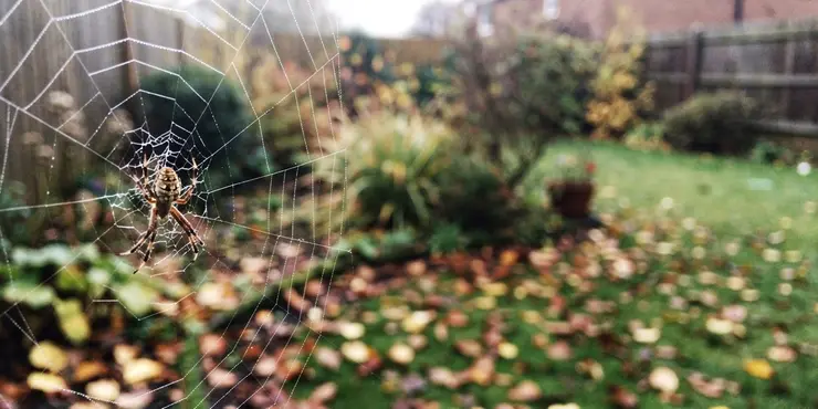 Are UK spiders venomous?