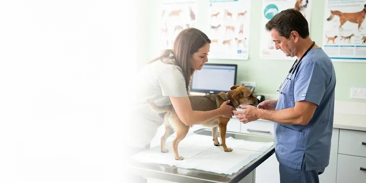 Can pets get scabies from humans?