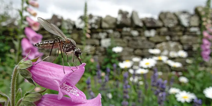 Do all mosquitoes bite humans?