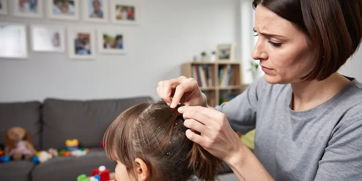 How do lice lay nits?