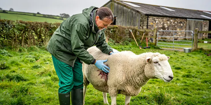 What are the symptoms of a screw worm infestation?